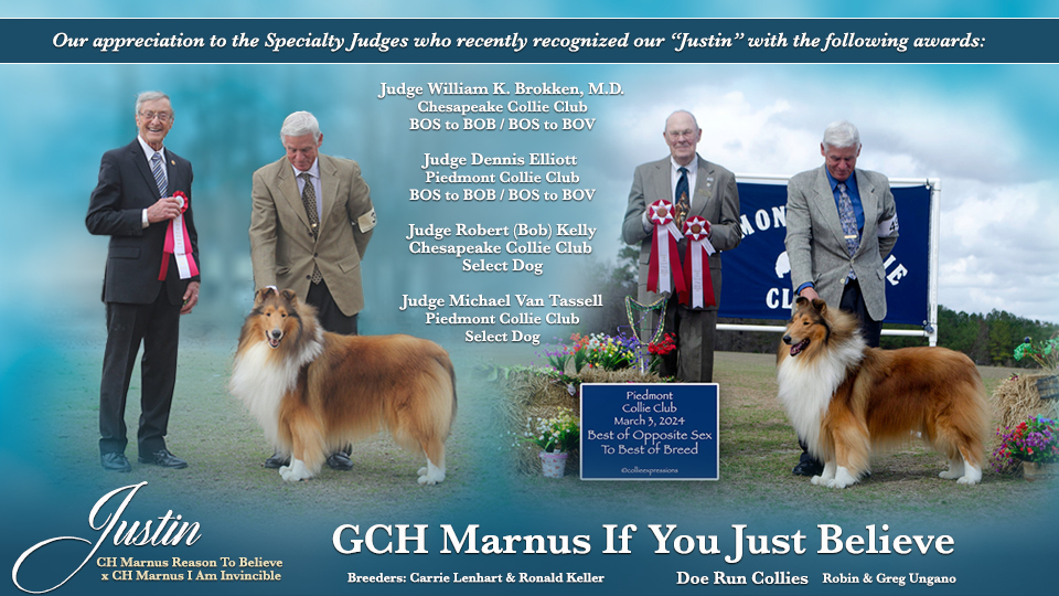 GCH Marnus If You Just Believe