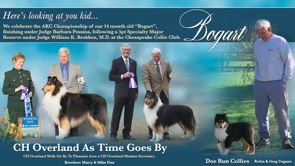 Doe Run Collies -- CH Overland As Time Goes By