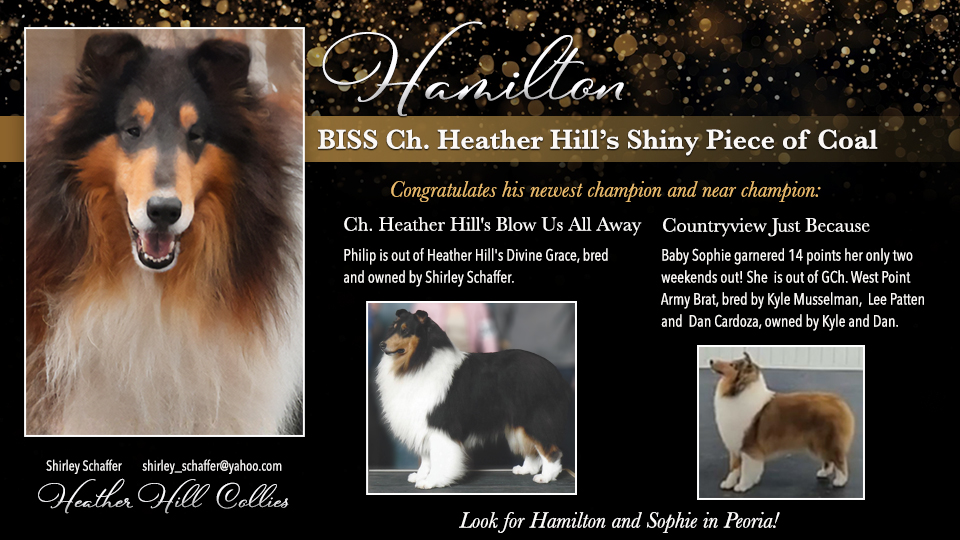 Heather Hill Collies -- CH Heather Hill's Shiny Piece of Coal / CH Heather Hill's Blow Us All Away / Countryview Just Because