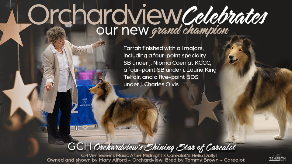 Orchardview Collies -- GCH Orchardview Shing Star Of Carealot