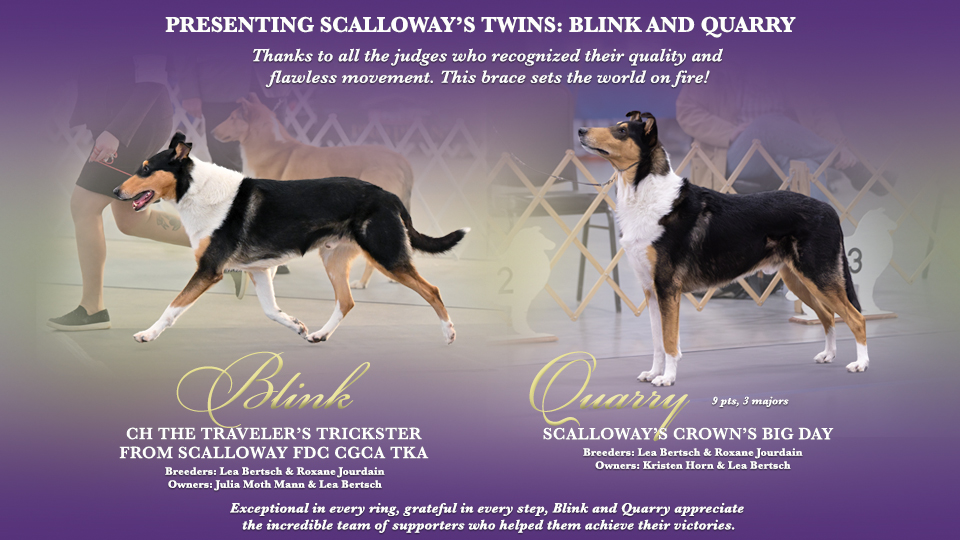 Scalloway Collies -- CH The Traveler's Trickster From Scalloway FDC CGCA TKA / Scalloway's Crown's Big Day