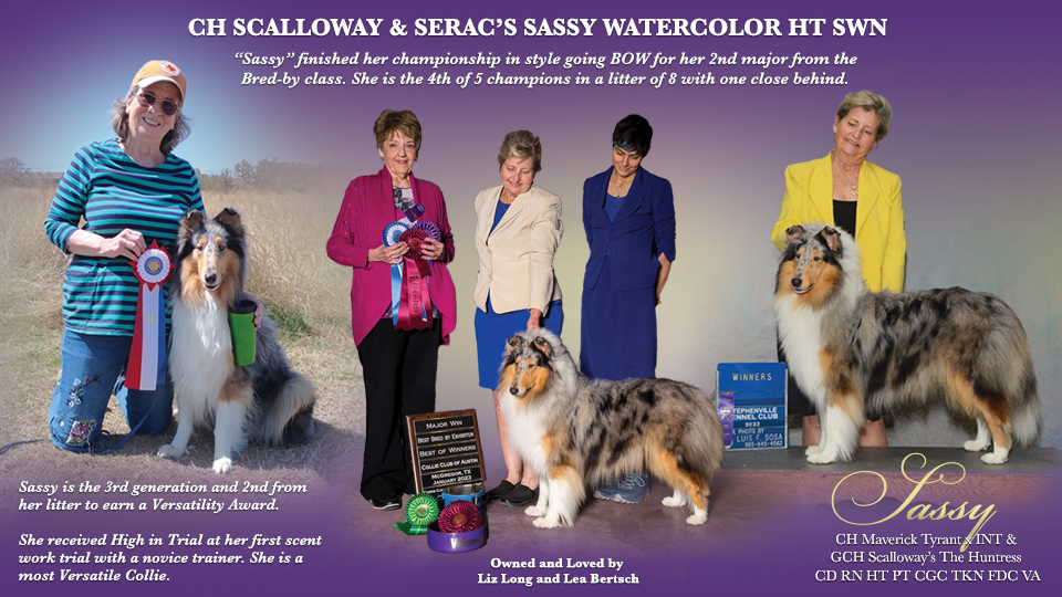 Scalloway Collies --  CH Scalloway & Serac's Sassy Watercolor HT SWN