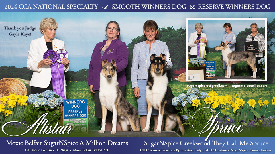 SugarNSpice Collies / Moxie Collies -- Moxie Belfair SugarNSpice A Million Dreams / SugarNSpice Creekwood They Call Me Spruce