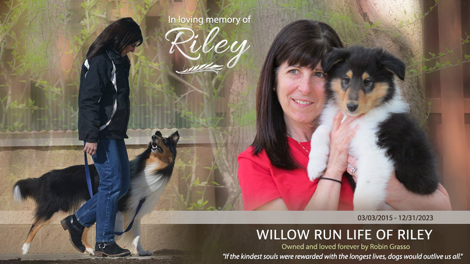 Willow Run Collies -- In Loving Memory of Willow Run Life Of Riley