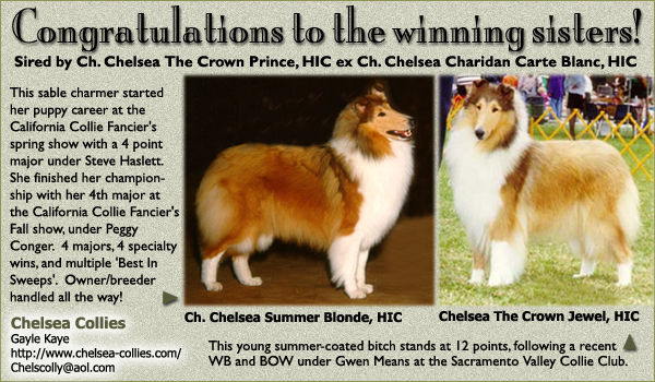 Chelsea Collies -- Ch. Chelsea Summer Blonde, HIC/Chelsea The Crown Jewel, HIC