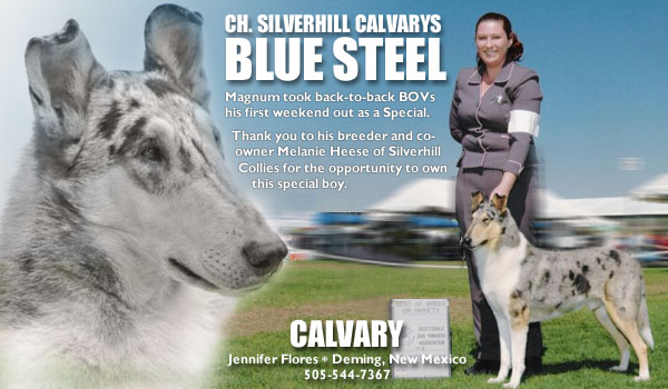CH. Silverhill Calvarys Blue Steel