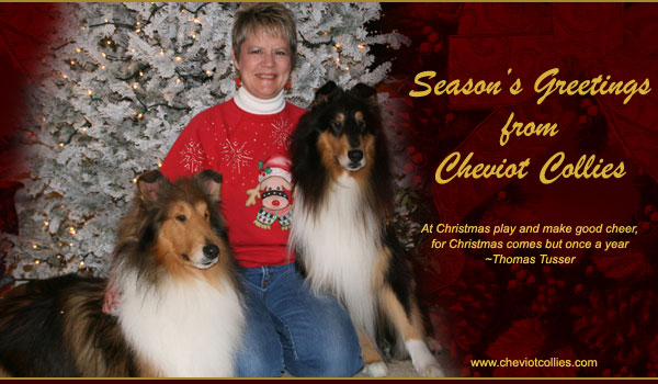  Seasons Greetings from Cheviot Collies
