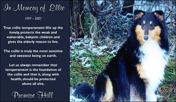 Promise Hill Collies -- In Memory Of Ellie