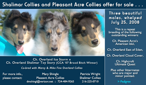 Shalimar Collies and Pleasant Acre Collies