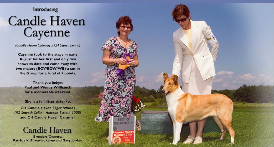 Candle Haven Collies -- Candle Haven Cayenne