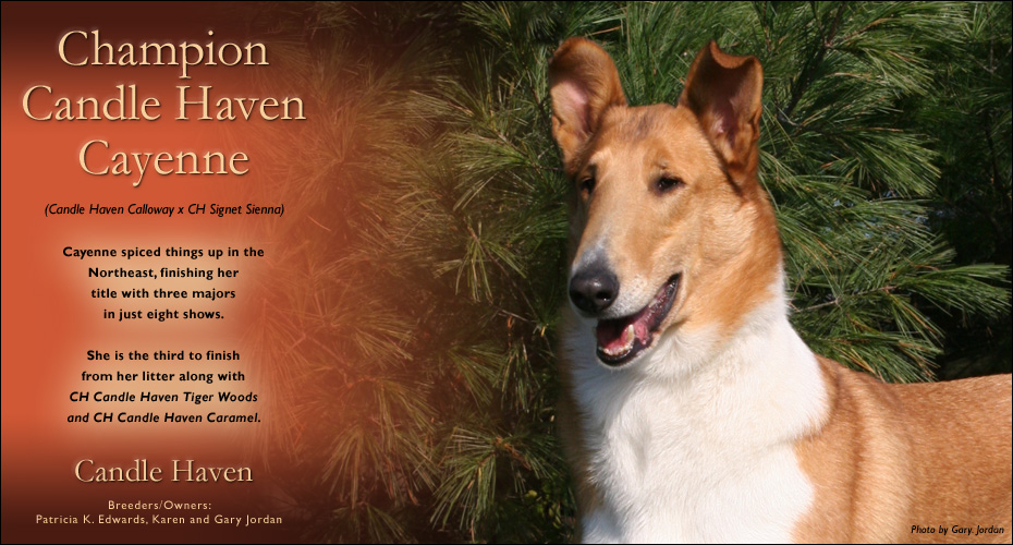 Candle Haven Collies -- CH Candle Haven Cayenne