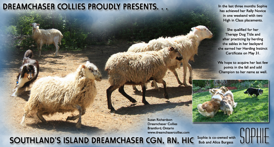 Dreamchaser Collies -- Southland's Island Dreamchaser CGN, RN, HIC