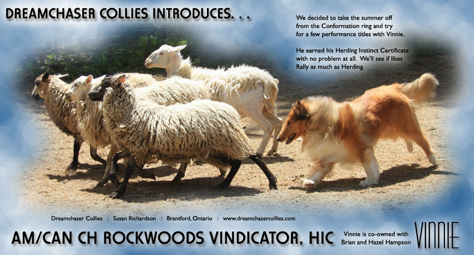 Dreamchaser Collies -- AM/CAN CH Rockwoods Vindicator, HIC