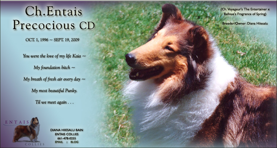Entais Collies -- In memory of CH Entais Precocious CD
