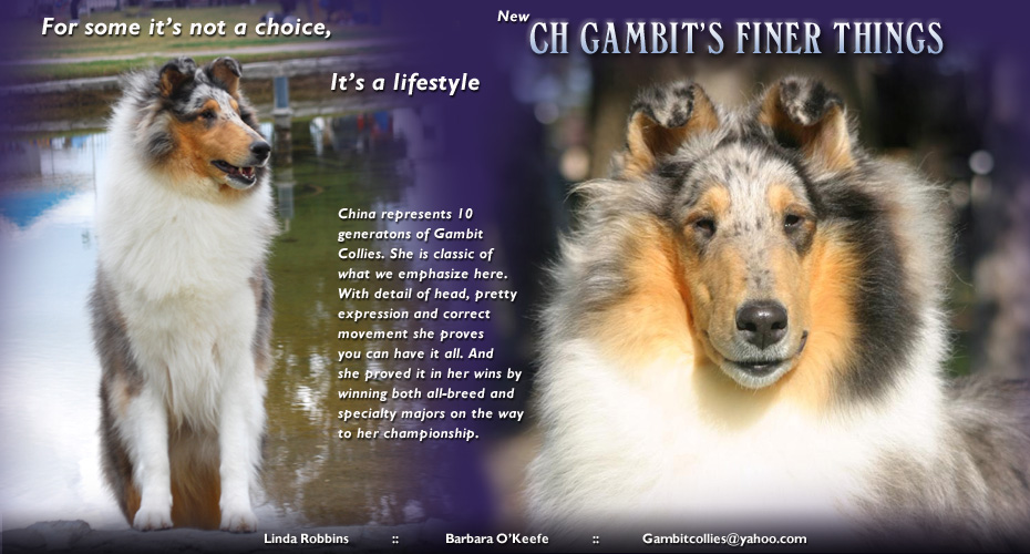 Gambit Collies -- CH Gambit's Finer Things