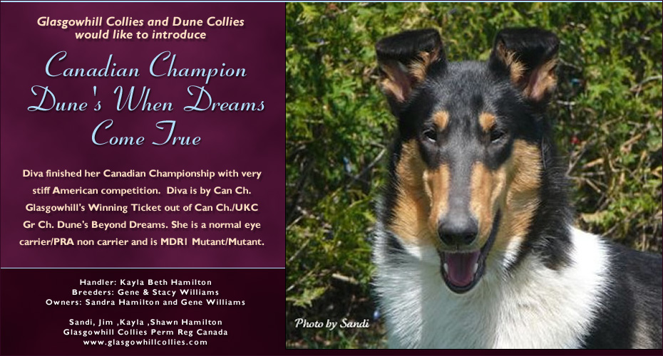 Glasgowhill Collies /Dune Collies -- CAN CH Dune's When Dreams Come True
