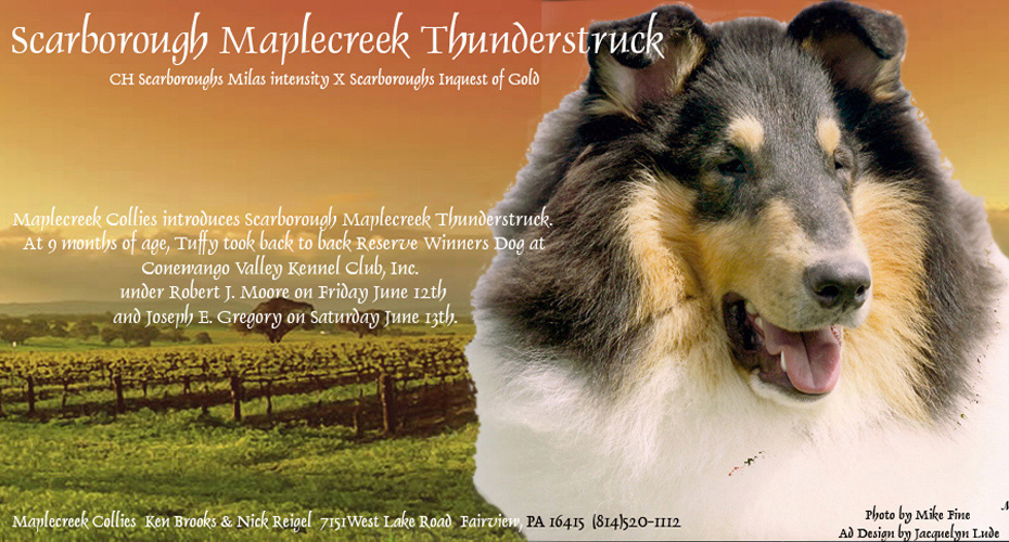 Maple Creek Collies -- Scarborough Maplecreek Thunderstuck