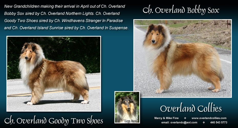 Overland Collies -- CH Overland Bobby Sox and CH Overland Goody Two Shoes