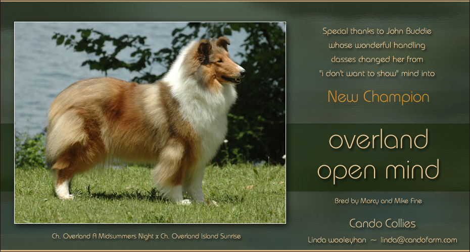 Cando Collies -- CH Overland Open Mind