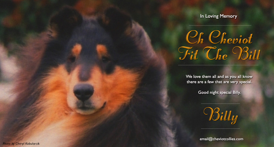 Cheviot Collies -- In Loving Memory of Ch Cheviot Fit The Bill