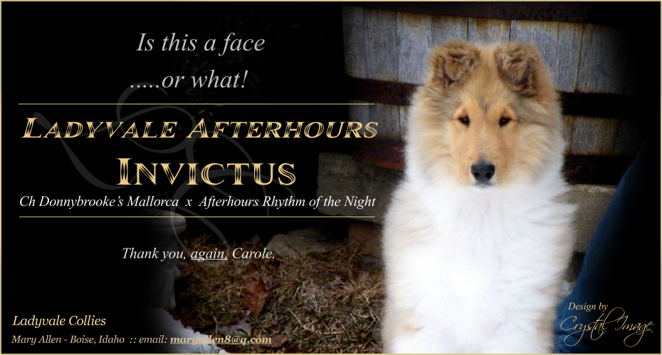 Ladyvale Collies -- Ladyvale Afterhours Invictus