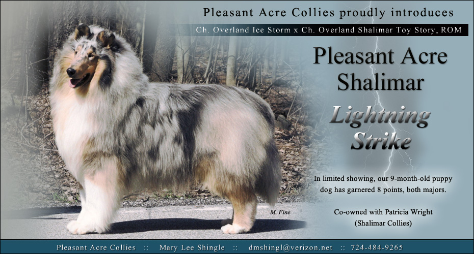 Pleasant Acre Collies / Shalimar Collies -- Pleasant Acre Shalimar Lightening Strike