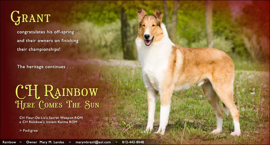 Rainbow Collies -- CH Rainbow Here Comes The Sun