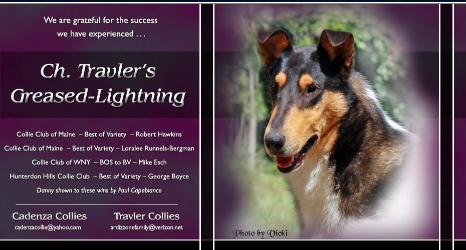 Cadenza Collies / Travler Collies -- CH Travler's Greased-Lightning