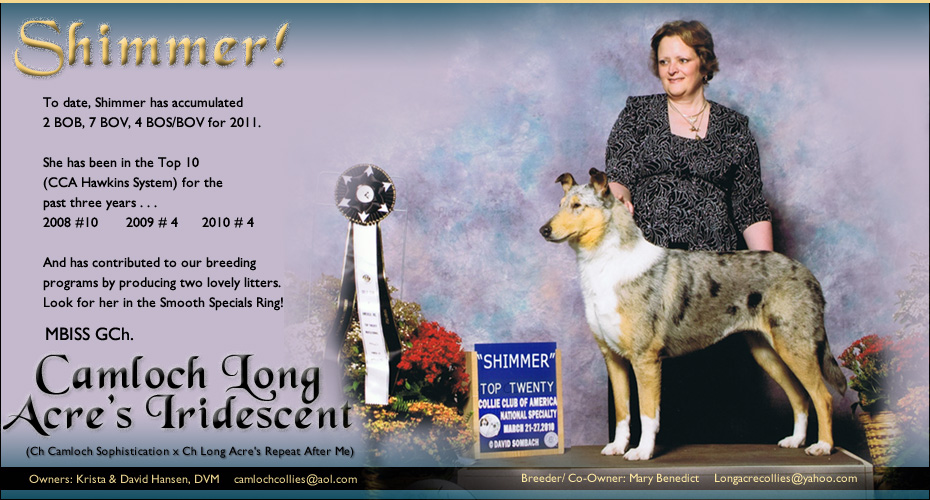 Long Acre Collies / Camloch Collies -- GCH Camloch Long Acres Iridescent