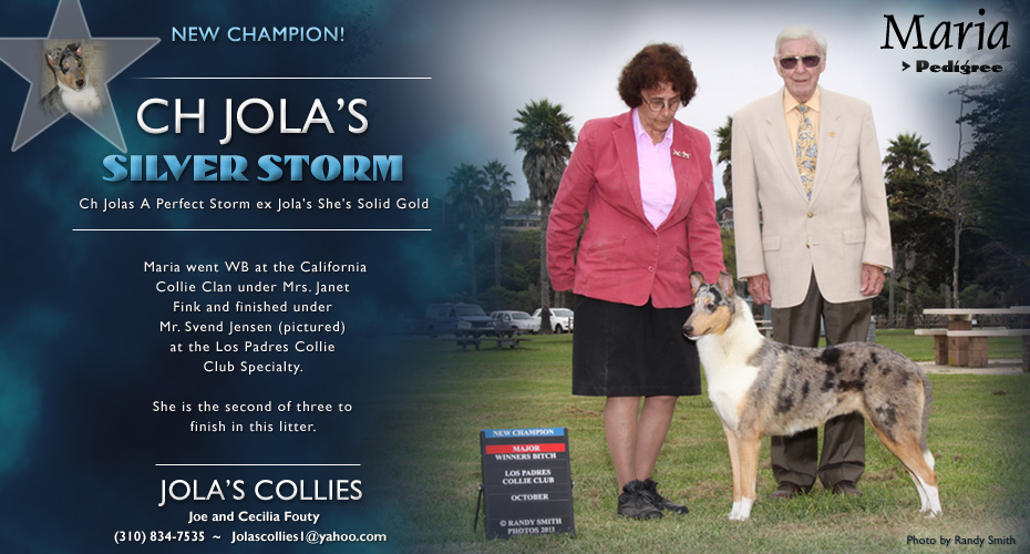 Jola's Collies -- CH Jola's Silver Storm