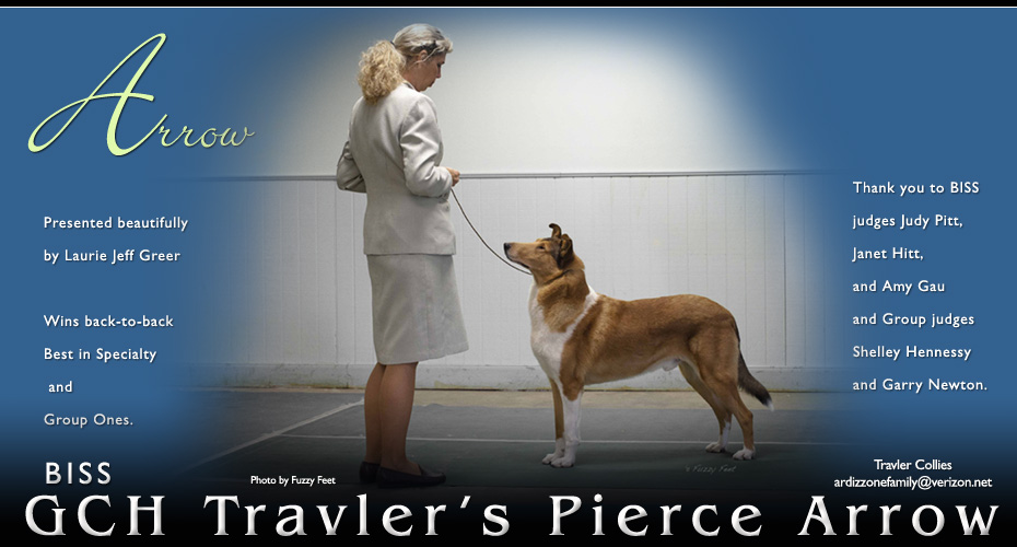 Travler Collies -- GCH Travler's Pierce Arrow 