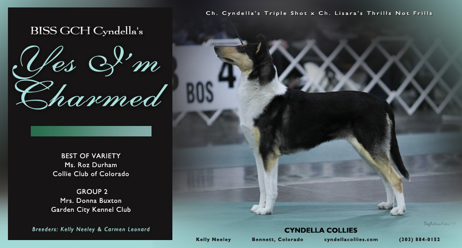 Cyndella Collies -- GCH Cyndella's Yes I'm Charmed