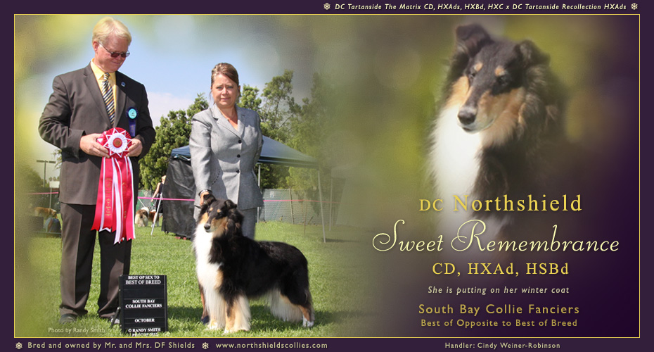 Northshield Collies -- DC Northshield Sweet Remembrance CD, HXAd, HSBd