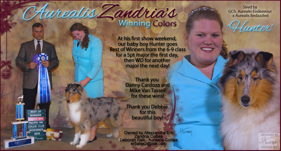 Zandria Collies -- Aurealis Zandria's Winning Colors