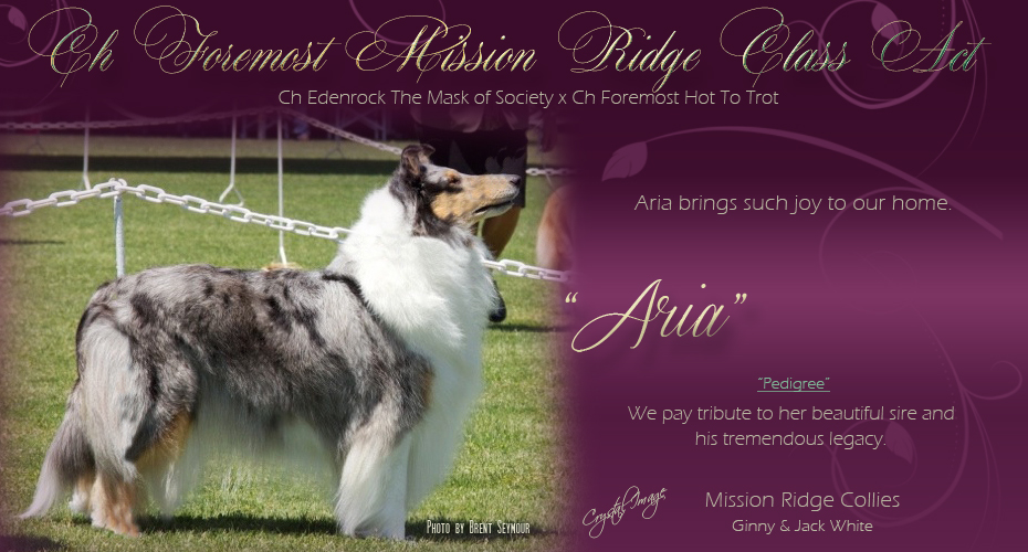 Mission Ridge Collies -- CH Foremost Mission Ridge Class Act