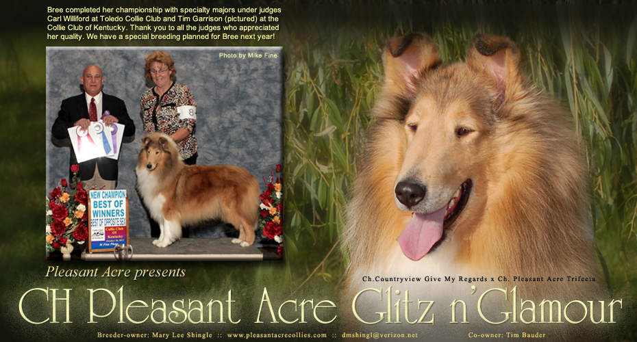 Pleasant Acre Collies -- CH Pleasant Acre Glitz N' Glamour