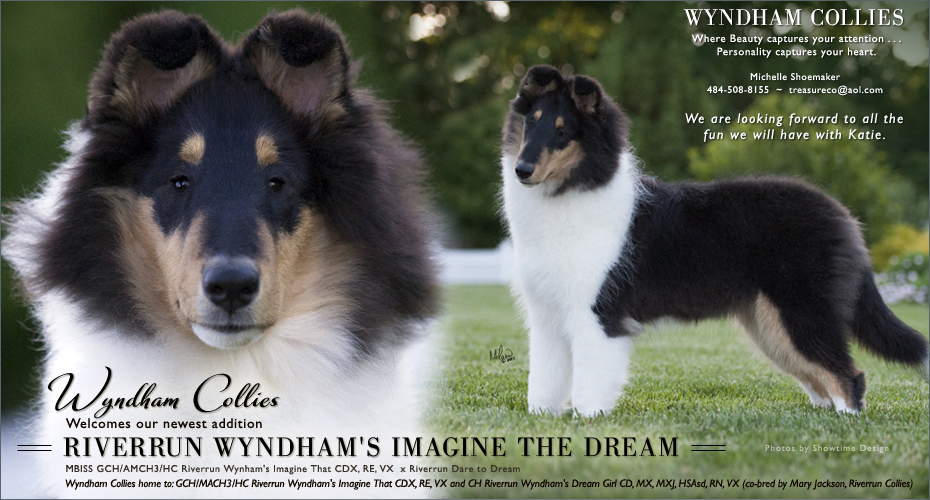 Wyndham Collies -- Riverrun Wyndham's Imagine The Dream