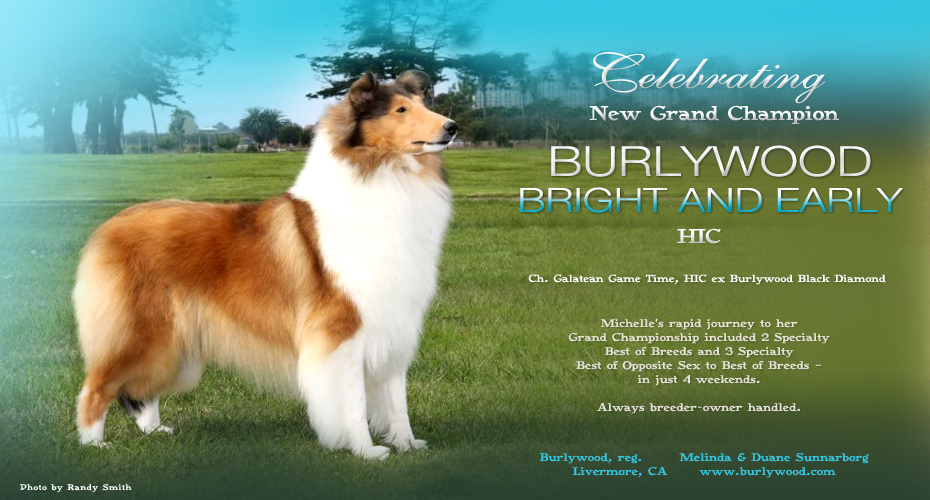 Burlywood Collies -- GCH Burlywood Bright And Early HIC
