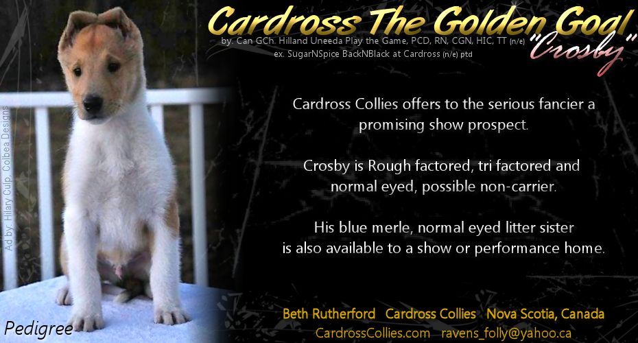 Cardross Collies -- Cardross The Golden Goal