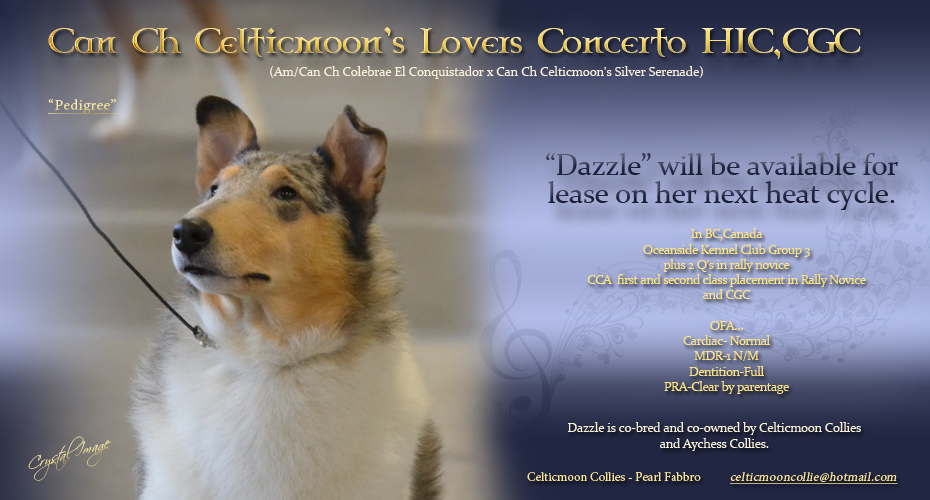 Celticmoon Collies -- CAN CH Celticmoon's Lovers Concerto HIC CGC