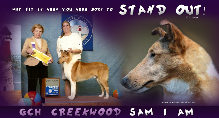 Creekwood Collies - GCH Creekwood Sam I AM
