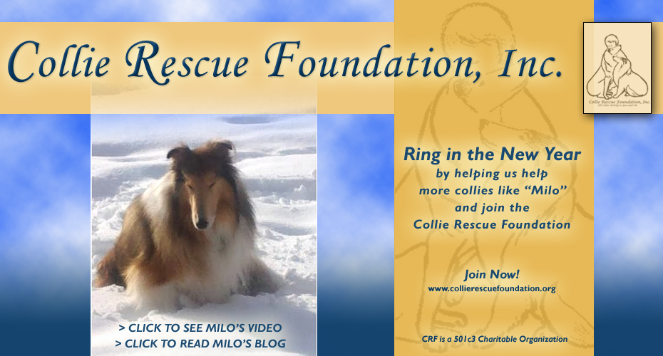 Collie Rescue Foundation, Inc. -- Needs Your Support