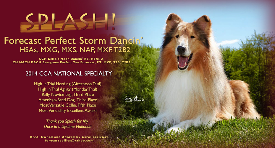 Forecast Collies --  Forecast Perfect Storm Dancin' HSAs, MXG, MXS, NAP, MXF, T2B2