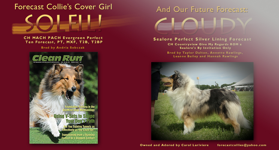 Forecast Collies -- CH MACH PACH Evergreen Perfect Ten Forecast, PT, MXF, T2B, T2BP and Sealore Perfect Silver Lining Forecast 