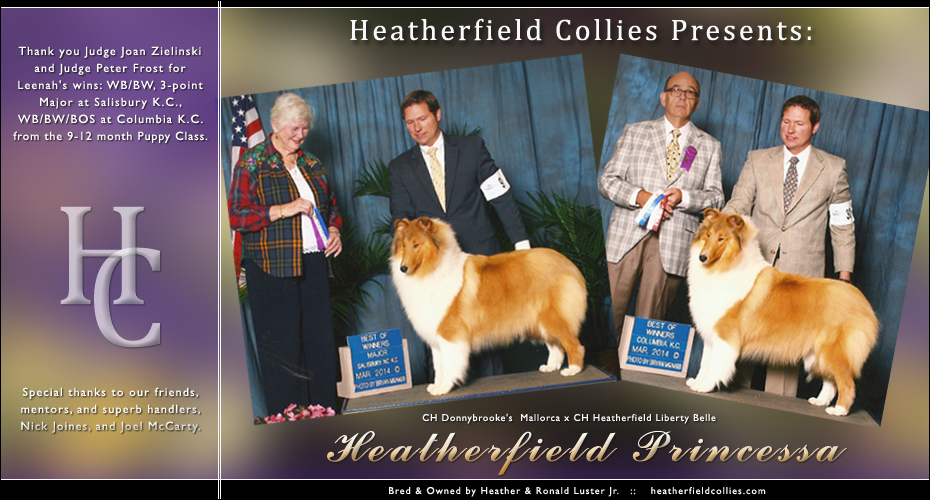 Heatherfield Collies -- Heatherfield Princessa