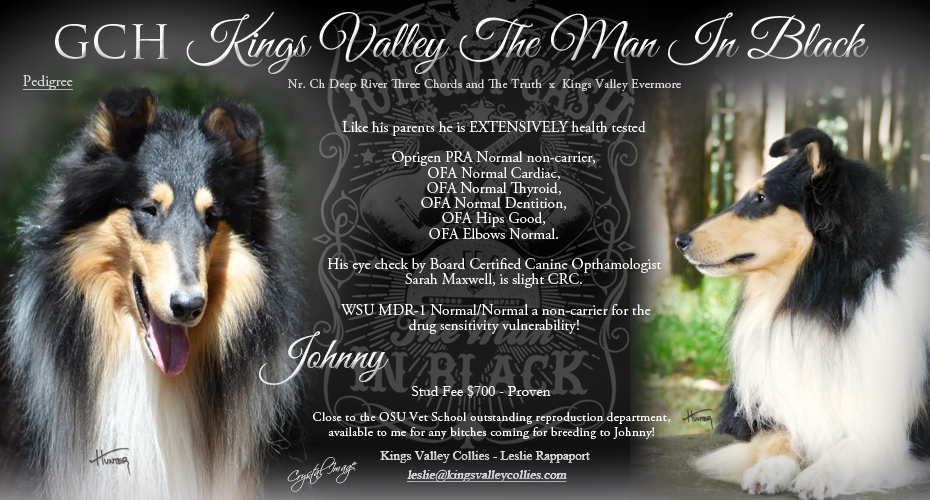 Kings Vallley Collies -- GCH Kings Valley The Man In Black