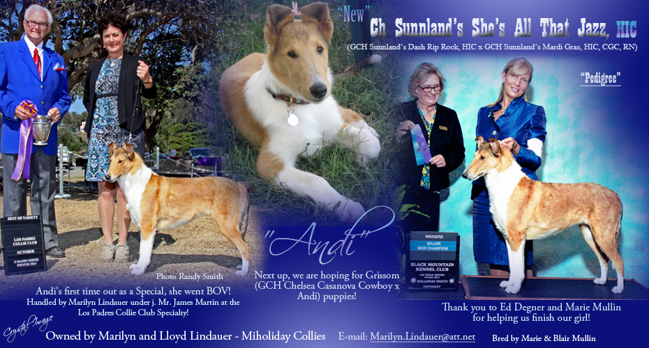 Miholiday Collies -- CH Sunnland's She's All That Jazz, HIC