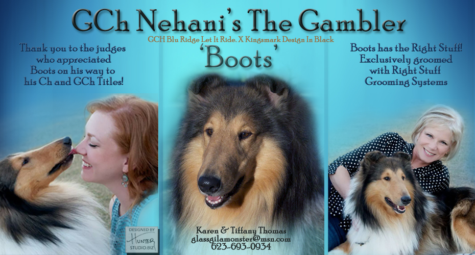 Nehani Collies -- GCH Nehani's The Gambler