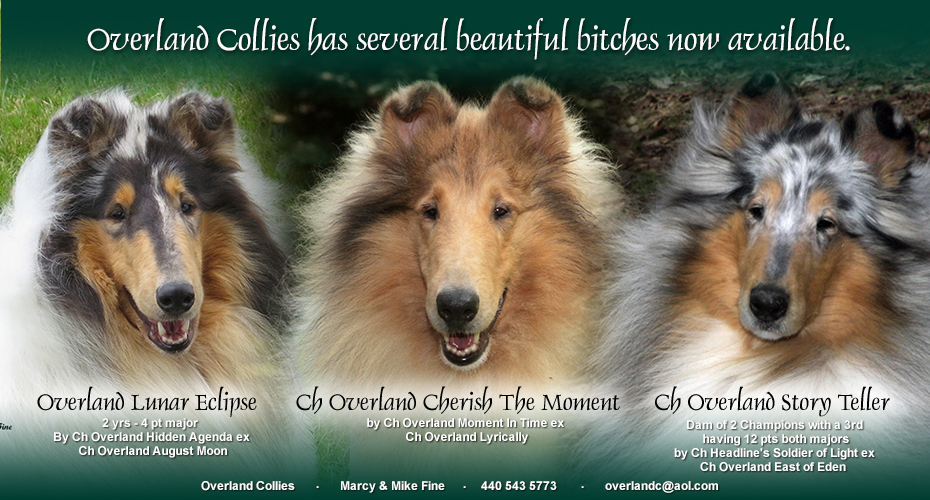 Overland Collies -- Overland Lunar Eclipse, CH Overland Cherish The Moment and CH Overland Story Teller