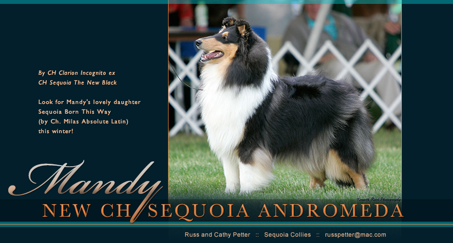 Sequoia Collies -- CH Sequoia Andromeda